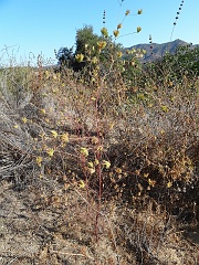 cordylanthus rigidus